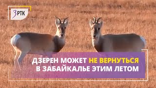 Дзерен может не вернуться в Забайкалье этим летом