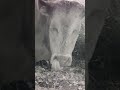 This is how the Cows clean the Musks