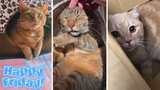 Trending Funniest Cats and Cutest Kittens 😹😺 by The Cat's Pajamas 3,305 views 8 months ago 8 minutes, 58 seconds