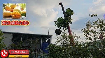 Xoài cát hoà lộc cây lỡ lớn đang hoa trái tại TTCG. Trồng có trái ăn ngay
