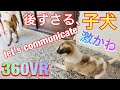 【激かわ】社会勉強する子犬。後ずさり可愛すぎるw　#StayHome #WithMe　#gopromax #360vr