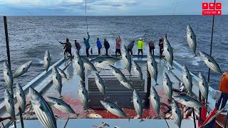 Sustainable pole and line fishing Maldives 🇲🇻🎣