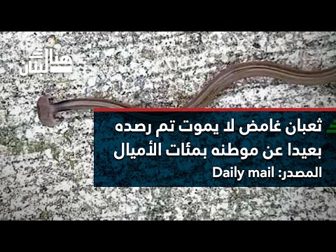 فيديو: ثعبان مزهر بالزعتر
