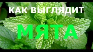 Как выглядит Мята Как выглядит Мята
