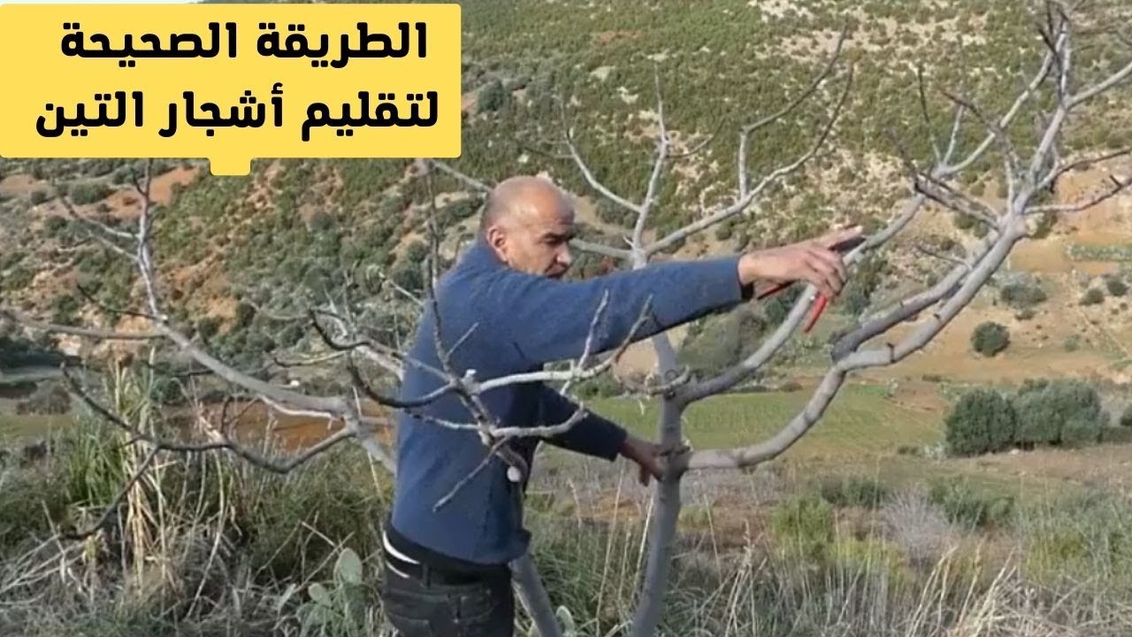 الطريقة الصحيحة في تقليم أشجار التين comment tailler les figures