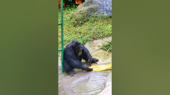 chimpanzee washing clothes 🤣 #shorts