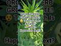 ORGANIC HERB GROW UPDATE!