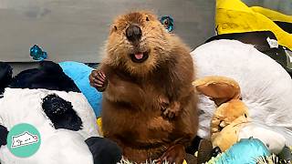 Woman Brought Home A Baby Beaver. Now They're Best Friends | Cuddle Buddies