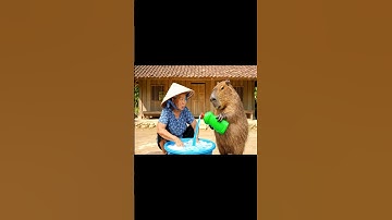 Capy giúp bà mua bột giặt và cái kết #capybara #vuive #giaitri #cuocsongcuacapy
