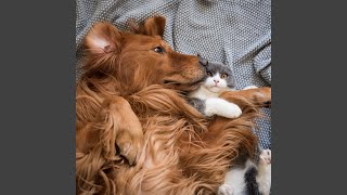 Peaceful Tails Wag to Relaxing Tunes