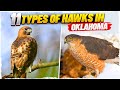 11 Types of Hawks in Oklahoma (with Pictures)