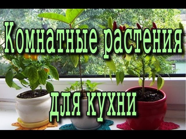 Какие КОМНАТНЫЕ РАСТЕНИЯ подойдут для КУХНИ