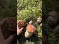 Funghi porcini  boletus edulis mushroom from the carpathian mountains