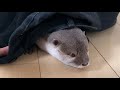 カワウソさくら カワウソを捕獲するための罠を仕掛けてみた！  Set up a trap to capture otters