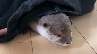 カワウソさくら カワウソを捕獲するための罠を仕掛けてみた! Set up a trap to capture otters