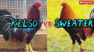 Kelso vs Sweater Gamefowl | Key Differences Every Breeder Should Know