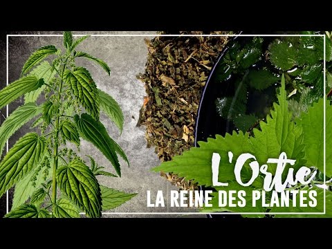Vidéo: Ortie - Collecte Et Récolte