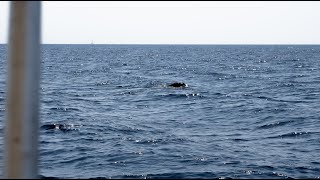 Monk seal near Paxos island, Greece. July 27, 2021