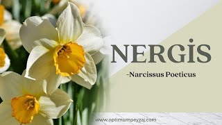 BiTKİ ANSİKLOPEDİSİ | NERGİS - NARCİSSUS POETİCUS NEDİR? İSTEKLERİ NELERDİR? NERGİS ÇİÇEĞİ KARABURUN Resimi