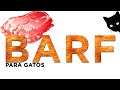 DIETA BARF PARA GATOS