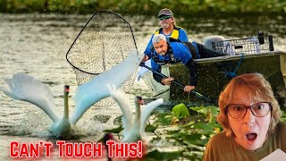 Must-See Event Lakeland's 45th Annual Swan Roundup in Polk County - Here's Why! The Short Version!