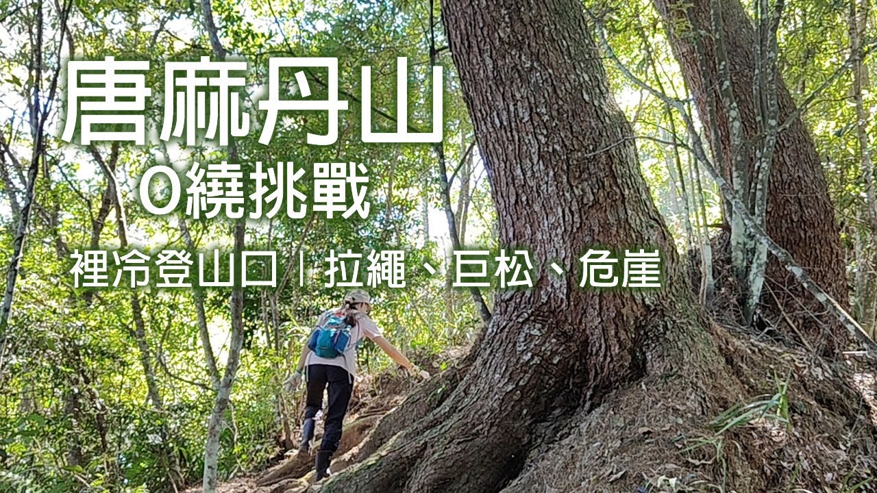 挑戰谷關七雄老么！唐麻丹山 O 繞｜裡冷登山口起登，走在巨木森林裡的冒險！