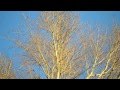 4. Весна | Франц Шуберт - Вальс цветов | Голубое небо
