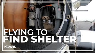 Shelter dogs arrive in Portland from California, ready for adoption