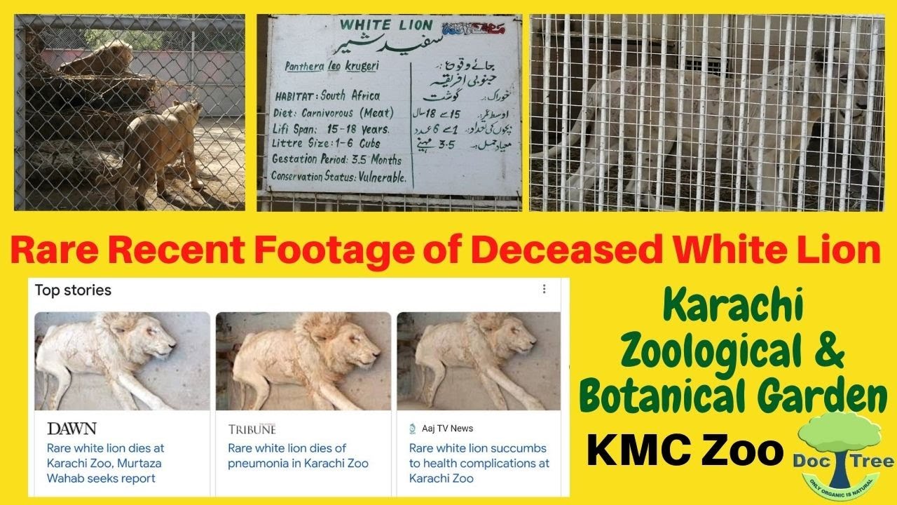 How White Lion Died Tragic Update KMC Zoo Karachi Zoological