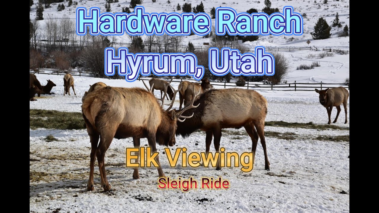 Hardware Ranch Sleigh Rides Sleigh Ride l Elk Viewing l Hardware Ranch l Hyrum, Utah - YouTube