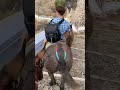 Donkey ride down the Karavolades stairs in Santorini, Greece.  #santorini #greece #cruise