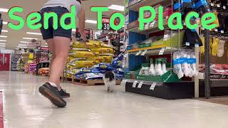 Shih Tzu Mix, 2 Years, Lucky | Best Small Dog Training | Off Leash K9
