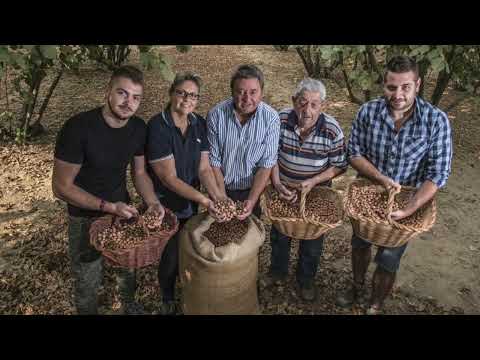 Video: Holandské lískové ořechy se nazývají “ romana, delle Langhe, di Giffoni ”