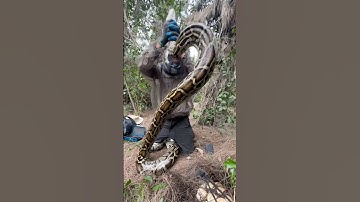 This nesting Burmese Python in the Florida Everglades was STRONG! She lifted herself on her own!