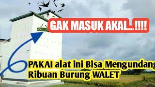 Ternyata Alat ini bisa mengundang Burung Walet dengan Cepat| Menarik burung walet dengan bambu petuk