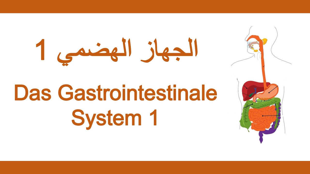 19_اللغة الألمانية الطبية - الجهاز الهضمي 1 | Medizinische Fachsprache - Gastrointestinales System 1