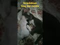 smackdown grey dan cemlis#cat