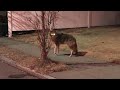 Injured coyote wandering neighborhood streets