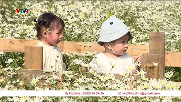 Hà Nội nhộn nhịp mùa cúc họa mi | VTV24