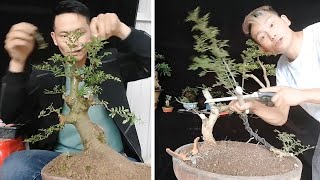 how to curl a bonsai