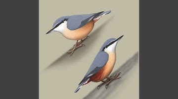 Bird sounds - Nuthatch