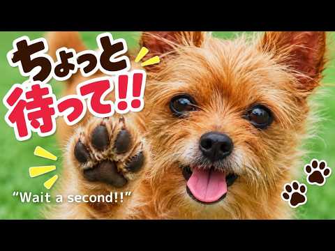 What Does “Chotto” Really Mean? | Easy Japanese