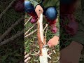 cassava peeling technique #shorts
