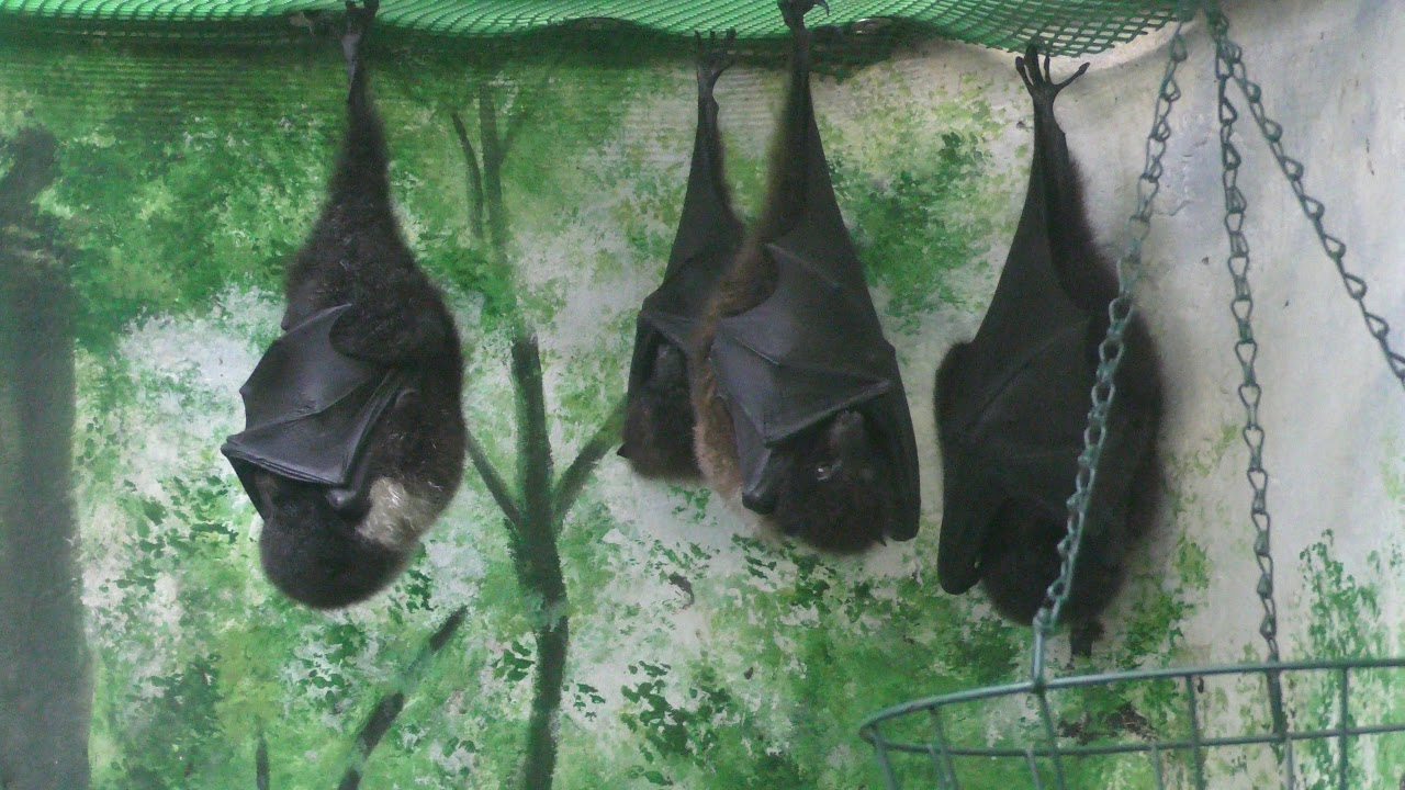 Ryukyu flying fox & Victoria crowned-pigeon (Izu Shaboten Zoo