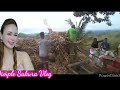 Harvesting adlai rice /Dimple Sakura Vlog