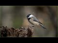 Nikon Bird Photographers - Lightroom Overview