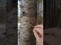 Defensive Tree Pimples (How A Tree Protects Itself)