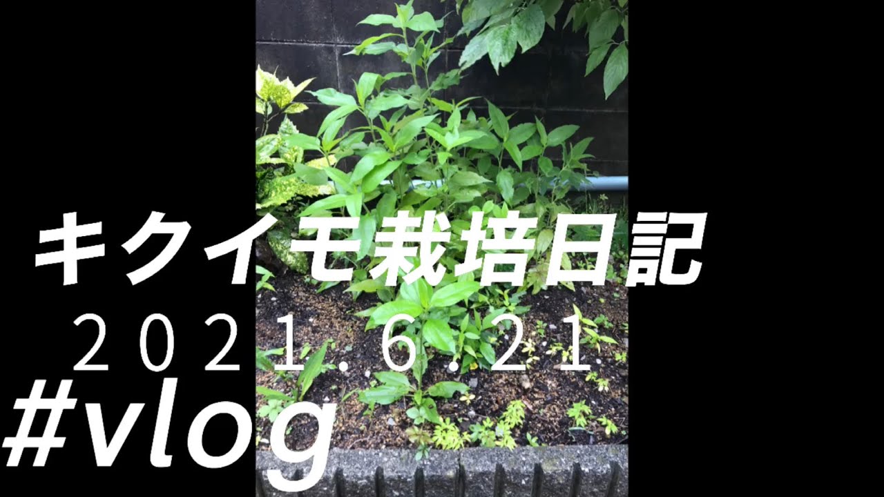 21 6 21キクイモ栽培観察日記 Shorts Youtube