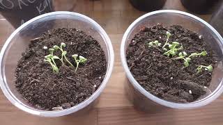 Как я вырастил иберис из семян