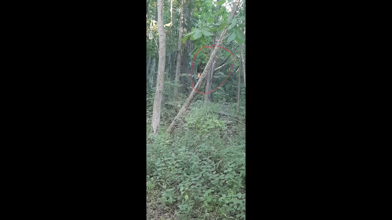 Paranormal Dogman Stares While Being Filmed 